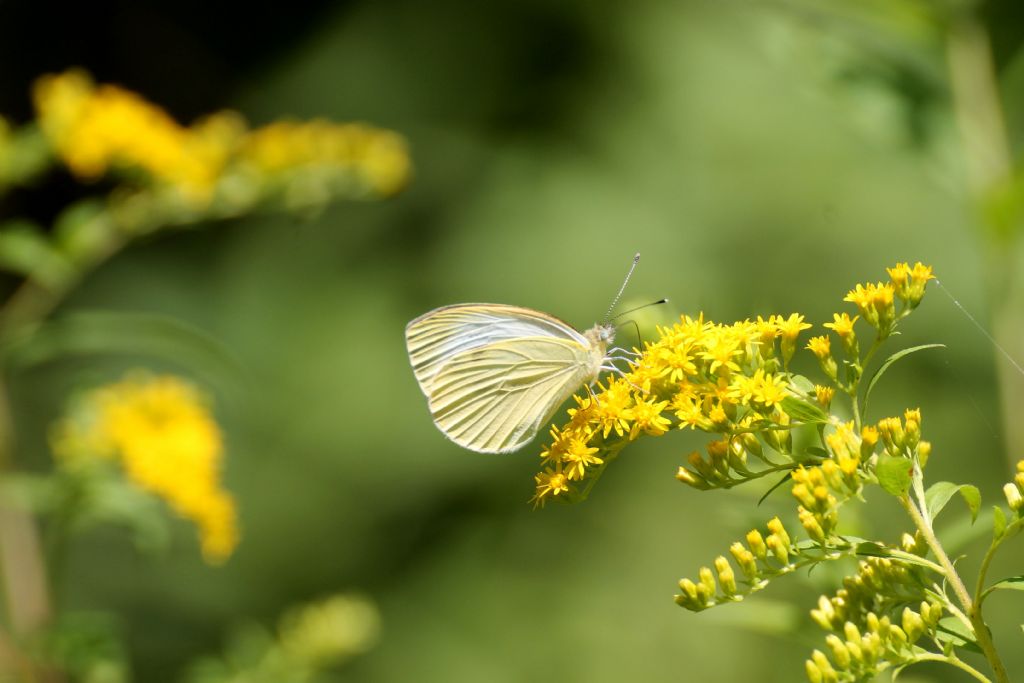 Pieris brassicae o mannii? No, P. napi e P. rapae - Pieridae